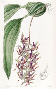 Cirrhaea dependens da Miss Drake